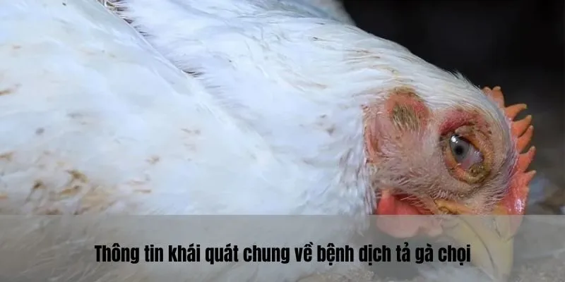 Thông tin khái quát chung về bệnh dịch tả gà chọi