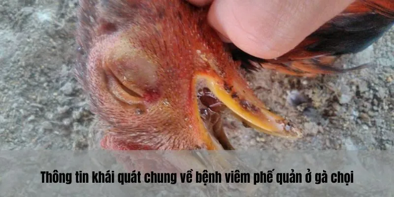 Thông tin khái quát chung về bệnh viêm phế quản ở gà chọi