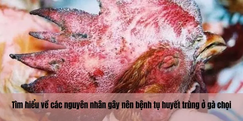 Tìm hiểu về các nguyên nhân gây nên bệnh tụ huyết trùng ở gà chọi