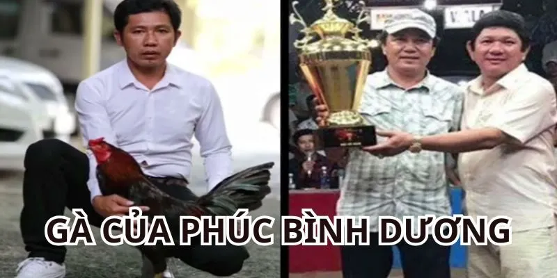 Top 4 chiến kê đẳng cấp của Phúc Bình Dương