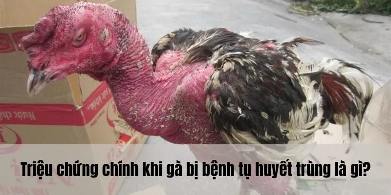 Triệu chứng chính khi gà bị bệnh tụ huyết trùng là gì?