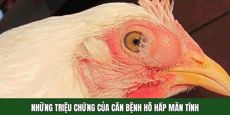 Triệu chứng của hô hấp mãn tính ở gà