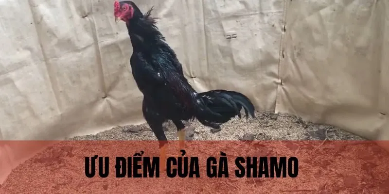 Ưu điểm chiến kê Shamo sở hữu thu hút sự quan tâm từ anh em