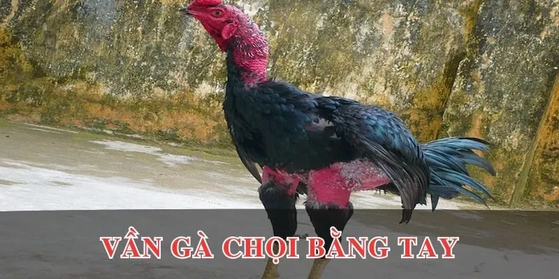 Vần gà chọi bằng tay dễ thực hiện nhất