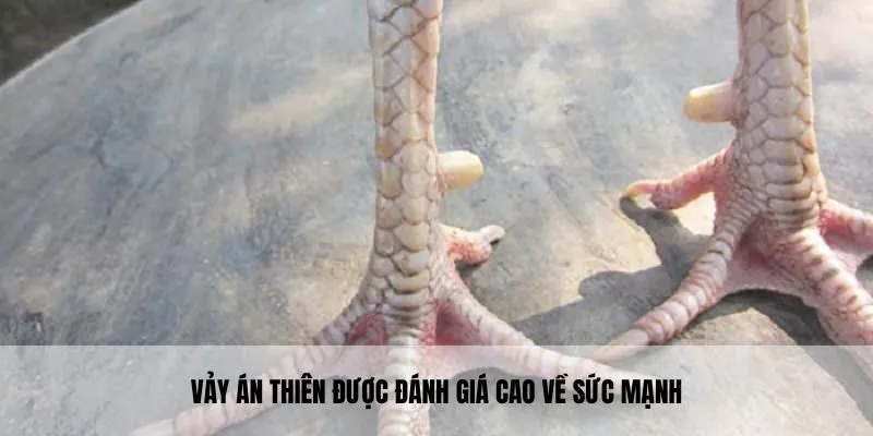 Vảy án thiên được đánh giá cao về sức mạnh, khả năng thi đấu 