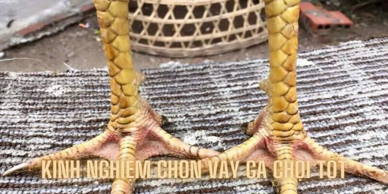Kinh nghiệm từ chuyên gia, cách chọn vảy gà chọi tốt