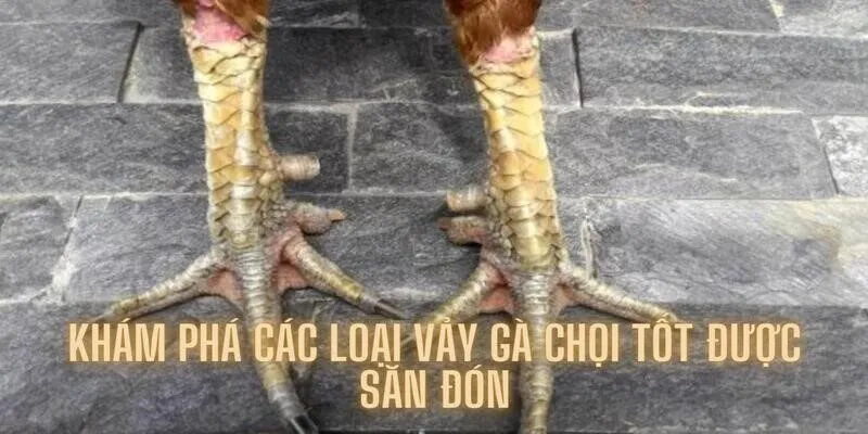 Tìm hiểu sơ qua về những chiến kê có vảy tốt