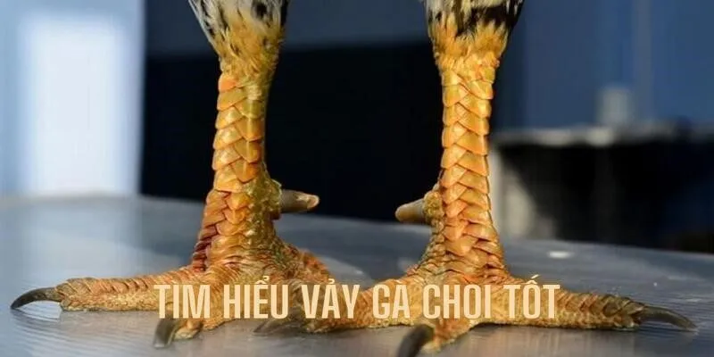 Tổng hợp các loại vảy hàng đầu hiện nay