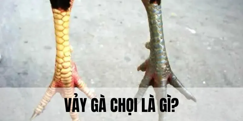 Xem vảy ngón chân gà chọi là yếu tố quan trọng xác định khả năng chiến thắng 