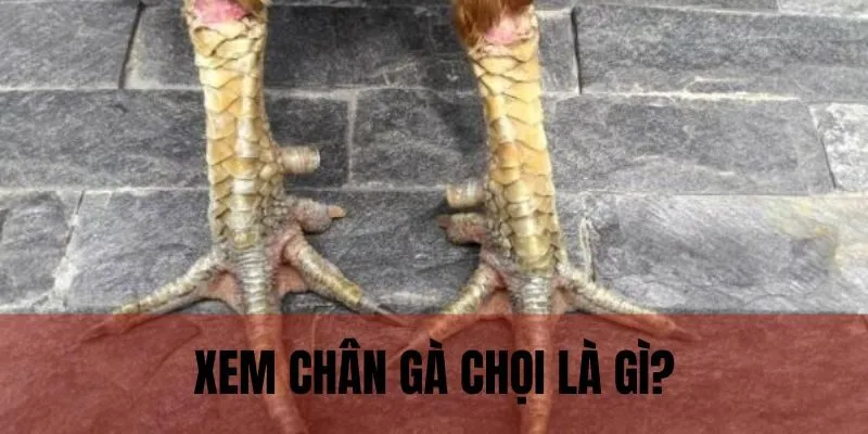 Xem chân gà chọi tạo lợi thế trong thi đấu, chăm sóc