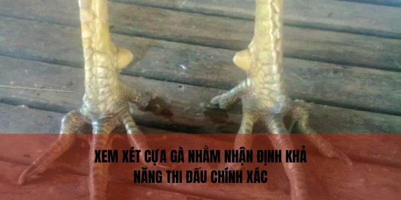 Xem xét cựa gà nhằm nhận định khả năng thi đấu chính xác
