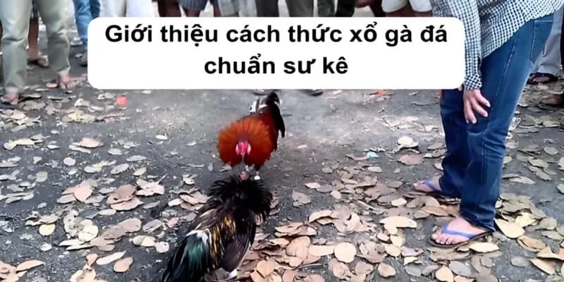 Giới thiệu cách thức xổ gà đá chuẩn sư kê