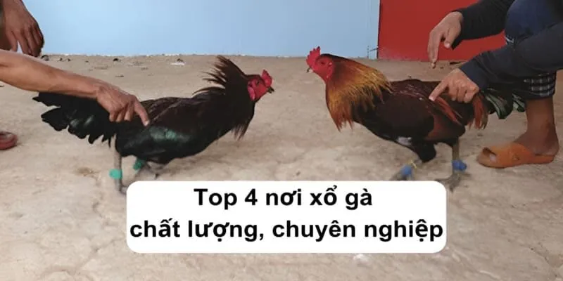Top 4 nơi xổ gà chất lượng, chuyên nghiệp